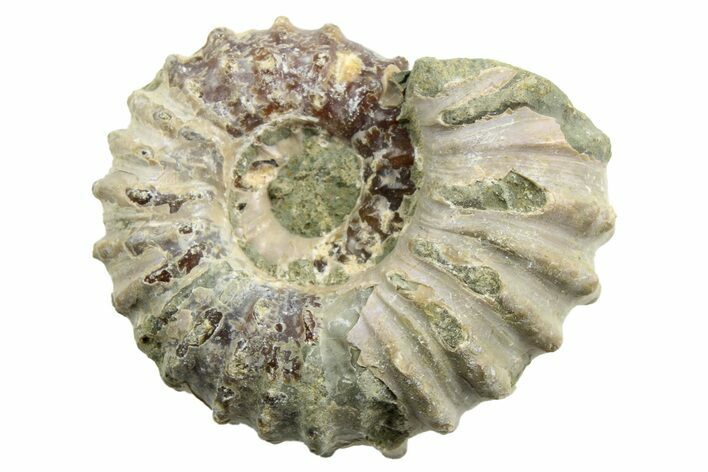 1 3/4" Tractor Ammonite (Douvilleiceras) Fossils - Photo 1